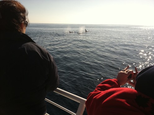 Orcas off Newport Beach Image
